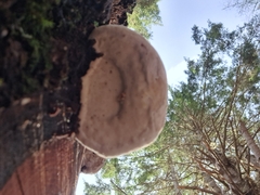 Fomitopsidaceae