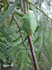 Chlorocoris