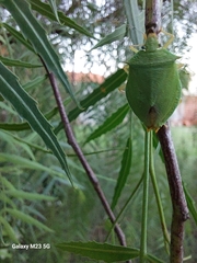 Chlorocoris