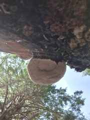 Fomitopsidaceae