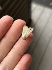 Leucania abdominalis