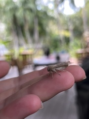 Leucania abdominalis