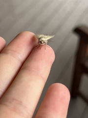 Leucania abdominalis