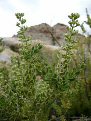 Mortonia utahensis
