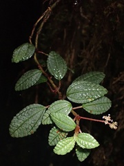 Urticaceae