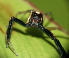 Chira