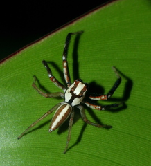 Chira