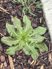 Lactuca virosa