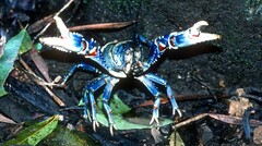 Euastacus sulcatus