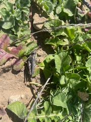 Chimarocephala pacifica