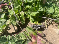 Chimarocephala pacifica