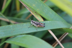 Phaulacridium vittatum