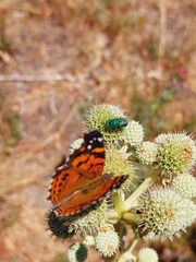 Chrysididae