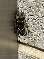 Phacodes