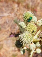 Chrysididae