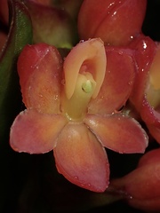 Epidendrum ariasii