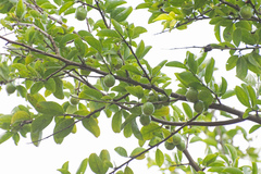 Sideroxylon obtusifolium