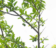 Sideroxylon obtusifolium