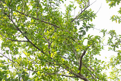 Sideroxylon obtusifolium