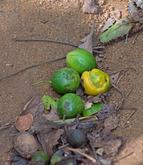 Sideroxylon obtusifolium