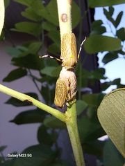 Aetalion reticulatum