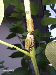 Aetalion reticulatum