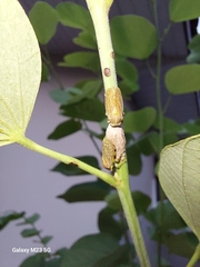 Aetalion reticulatum