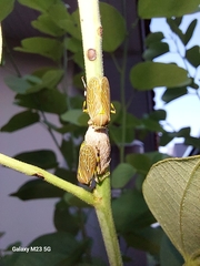 Aetalion reticulatum