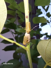 Aetalion reticulatum