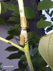 Aetalion reticulatum