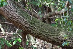 Sideroxylon obtusifolium