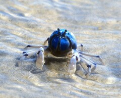 Mictyris longicarpus