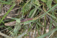 Allotruxalis gracilis