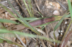 Allotruxalis gracilis
