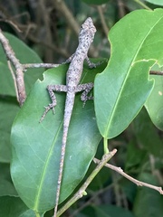 Anolis ustus