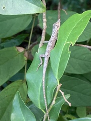 Anolis ustus