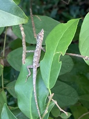 Anolis ustus