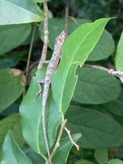 Anolis ustus