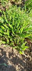 Baccharis trimera