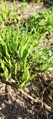 Baccharis trimera