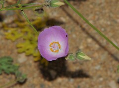 Cristaria glaucophylla