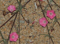 Convolvulus chilensis