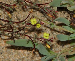 Camissonia dentata