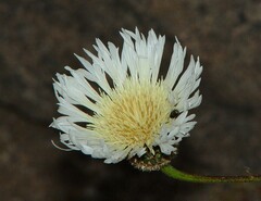 Plectocephalus chilensis