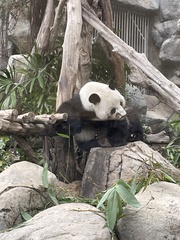 Ailuropoda melanoleuca