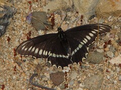 Battus polydamas psittacus