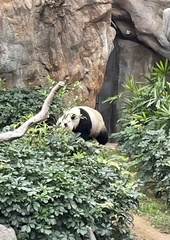 Ailuropoda melanoleuca