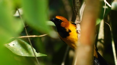 Icterus auricapillus