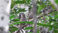 Phacellodomus rufifrons