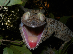 Common Flat-Tail Gecko photo 4